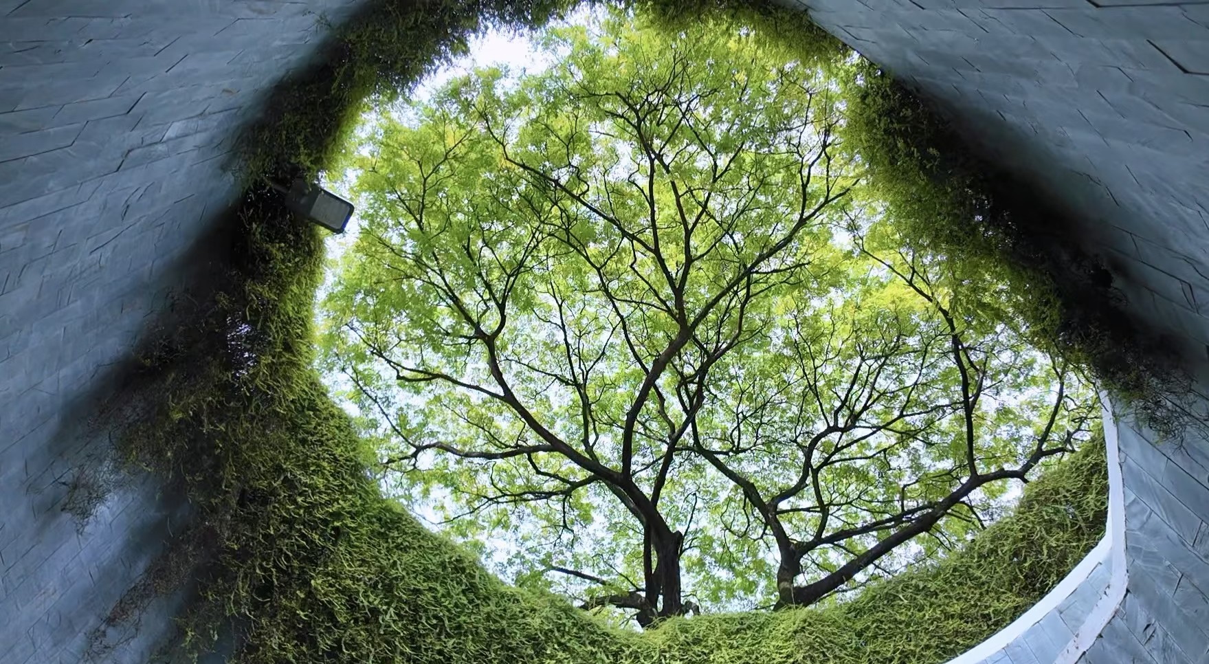 Garden canopy framed by circular architecture in Singapore